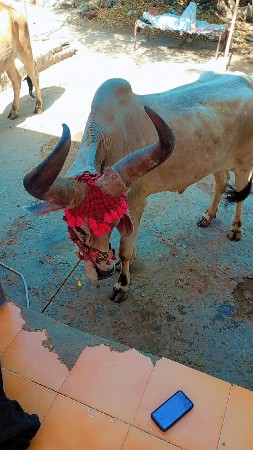 બળદવેસવાનોસે