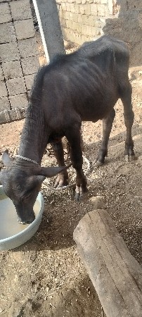 પાડો વેચવાનો છે