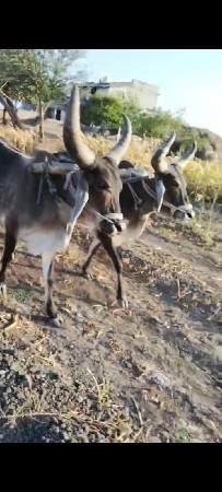 919213459214
