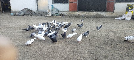 કબુતર