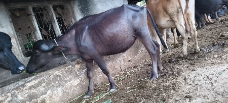 એકપાડી