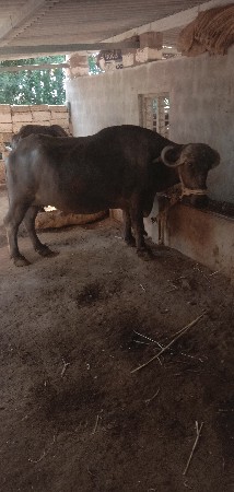 બે ભેસ વેચવાની છે