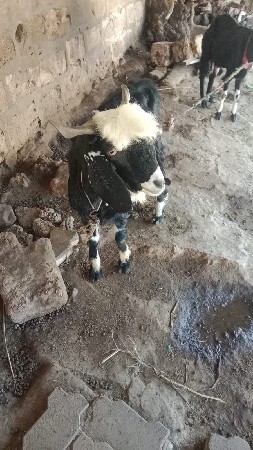 બકરો વેચવાનો છે