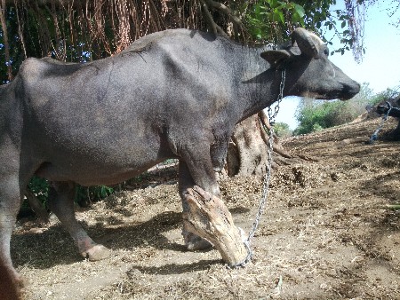 ખડેલી વેશવાની સે