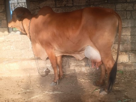 ગાય વેચવાનીછે