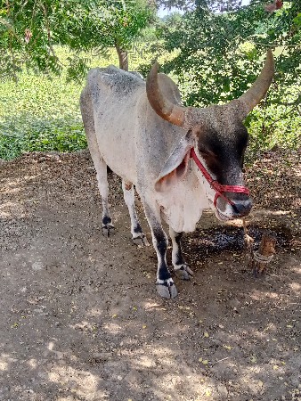એક વાવણી કરેલ છે