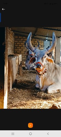બળદ વેસવા ના સે