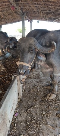 વેચવી છે