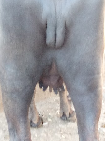 ભેંસ વેચવાની છે