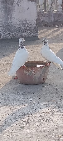 કબુતર