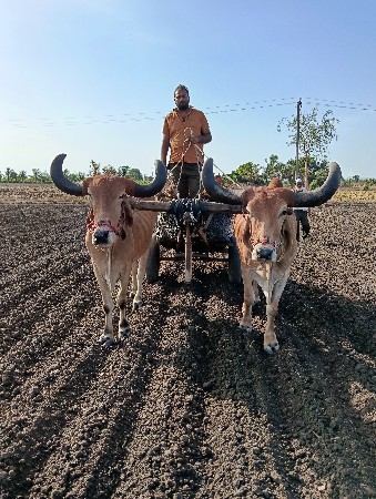 બળદ વેચવાના છે