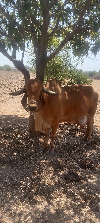 વેચવાનિ છે