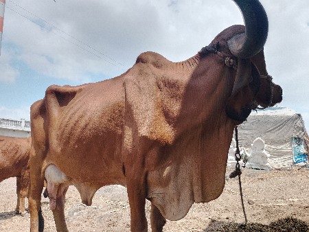 9510805616 આમાં ફોન કરો