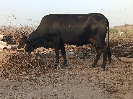 જર્સી ઓળખી વેચવાની છે