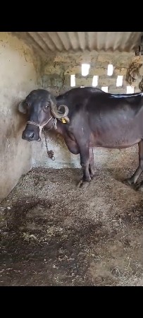 ખડેલી વેચવા ની છે.
