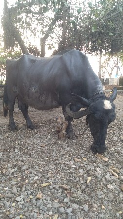 બે ભેસ વેચવાની છે.