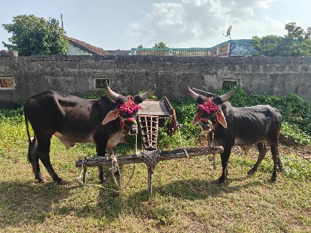ગોધલા વેચવાના છે