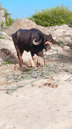 ખડેલી વેસવા ની સે