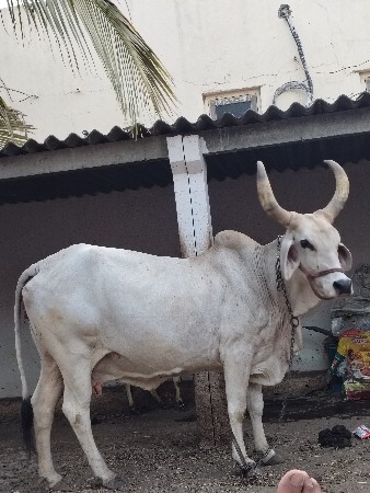 ગાય વેચવાની છે