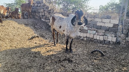 ગીર ગાયો વેચવાની છે