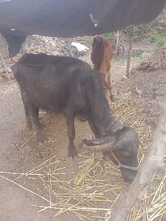કડાઈ