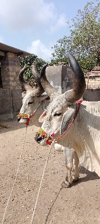 બળદ વેચવાના છે