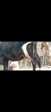 6.7 લીટર દૂધ હજાર માં સે