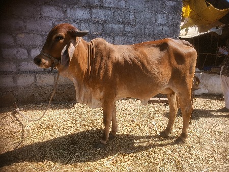 પ્રથમ વેતરની વોડકી વેચાવ છે.