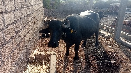 ભેંસ વેચવાની છે