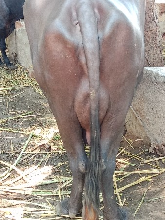 ભેંસ વેચવાની સે