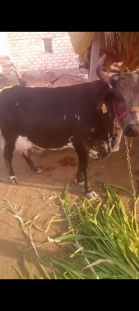ગાય વેચવાની છે