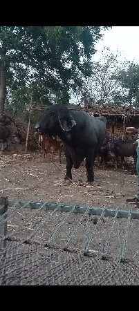 પાડો વેચવાનો છે