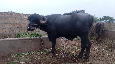 મેરૂ સાગણ ઓડેદરા