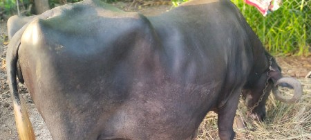 pava Bhai 9714435216
