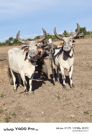 બે વાવણી વાવેલા છે