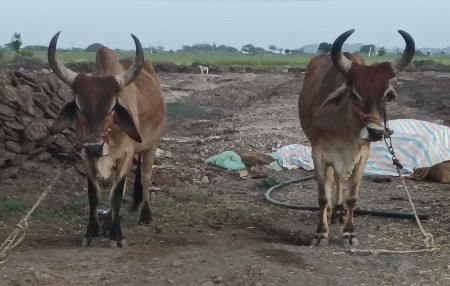 ગોઢલા વેચવાના છે