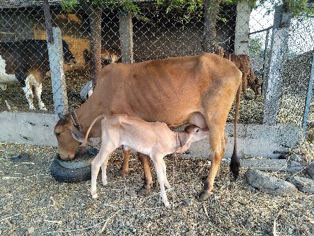 vesha vani se
