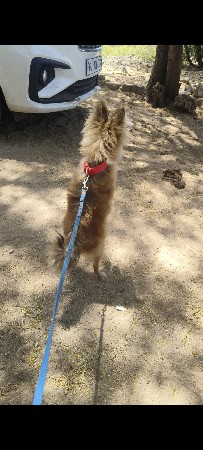Culture pom male