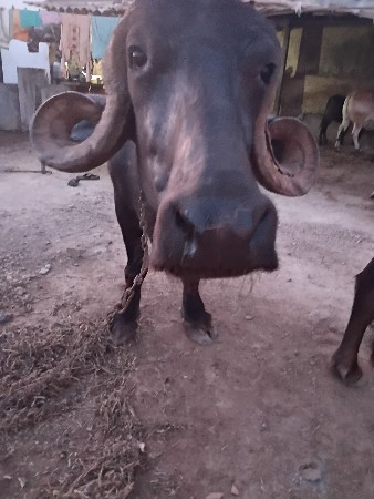 વેચવાની છે  ભેસ