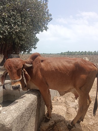 ઓરિજનલ ગીર ગાય વેચવાની છે.