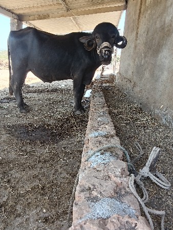 બધી જવાબદારી થી વેચવાનો છે