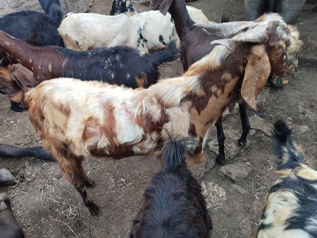 આ બોકડો વેચવાનો ‌‌છે