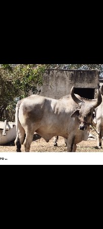 2 વાવણી વાવેલા છે