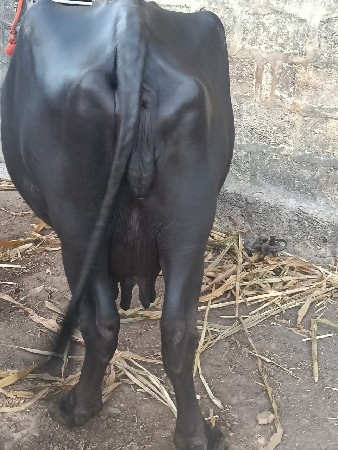 આ ભેંસ વેચવાની છે