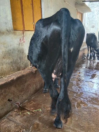 ગાય વેચવાની છે