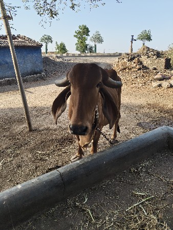 ગીર ગાઇ વેચવાની છે