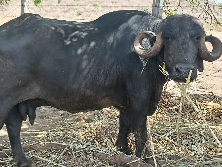 ભેંસ વેચવાની છે