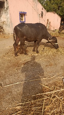 1 લુ વેતર