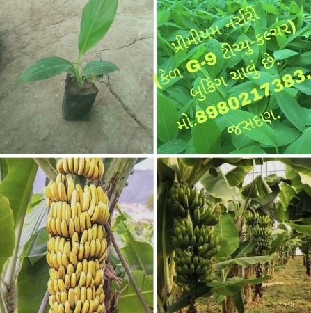 કેળ G -9 (ટિસ્યુ-કલ્ચર) ના પ્લાન્ટ