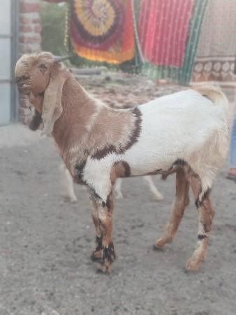 bakaro devano che